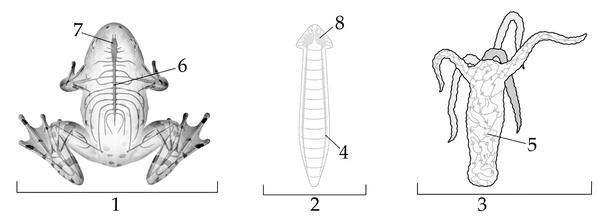 Задача к ЕГЭ по биологии на тему «Позвоночные» №18