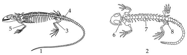 Задача к ЕГЭ по биологии на тему «Позвоночные» №20
