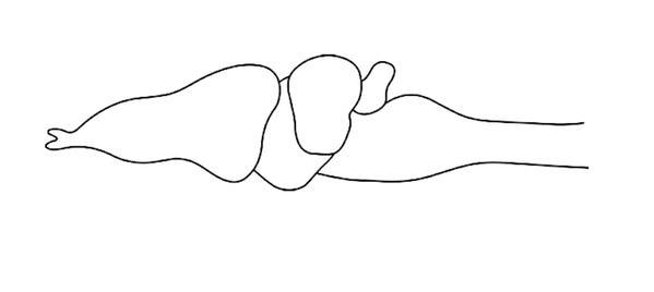 Задача к ЕГЭ по биологии на тему «Земноводные» №5