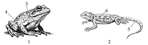 Задача к ЕГЭ по биологии на тему «Позвоночные» №21