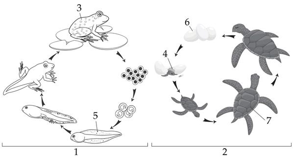 Задача к ЕГЭ по биологии на тему «Позвоночные» №23