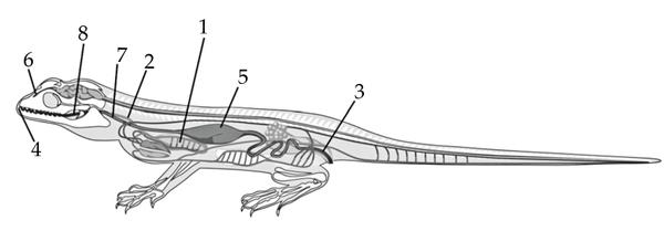 Задача к ЕГЭ по биологии на тему «Позвоночные» №26