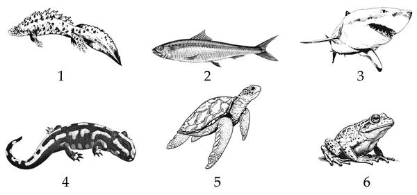 Задача к ЕГЭ по биологии на тему «Позвоночные» №27