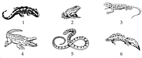 Задача к ЕГЭ по биологии на тему «Позвоночные» №29