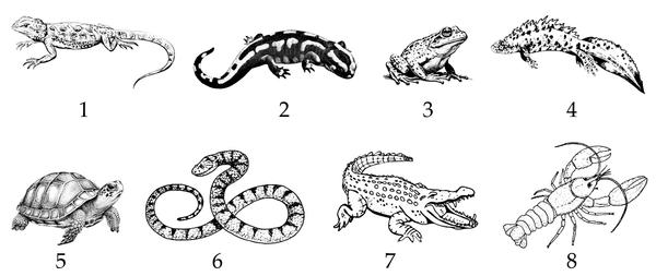 Задача к ЕГЭ по биологии на тему «Позвоночные» №31