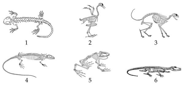 Задача к ЕГЭ по биологии на тему «Позвоночные» №33