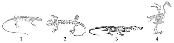 Задача к ЕГЭ по биологии на тему «Позвоночные» №35
