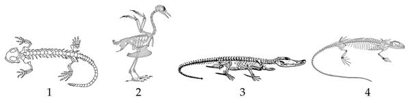 Задача к ЕГЭ по биологии на тему «Позвоночные» №38
