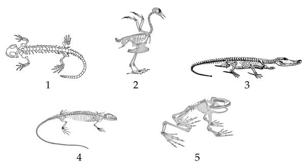 Задача к ЕГЭ по биологии на тему «Позвоночные» №39