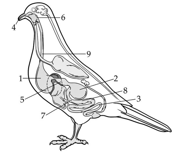 Задача к ЕГЭ по биологии на тему «Позвоночные» №42