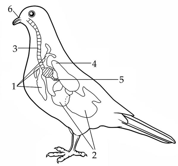 Задача к ЕГЭ по биологии на тему «Позвоночные» №44
