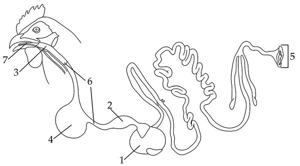 Задача к ЕГЭ по биологии на тему «Позвоночные» №45