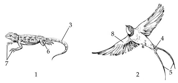 Задача к ЕГЭ по биологии на тему «Позвоночные» №48