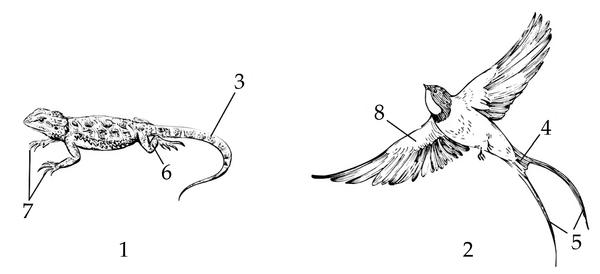 Задача к ЕГЭ по биологии на тему «Позвоночные» №50