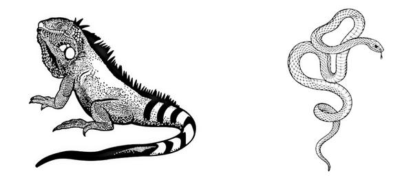 Задача к ЕГЭ по биологии на тему «Рептилии» №14