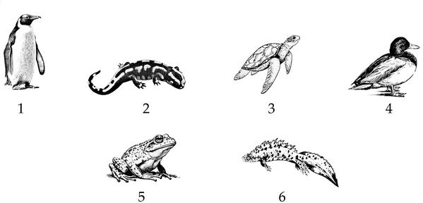 Задача к ЕГЭ по биологии на тему «Позвоночные» №52