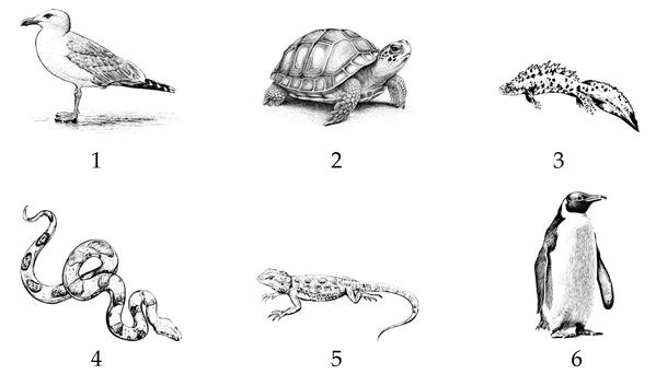 Задача к ЕГЭ по биологии на тему «Позвоночные» №54