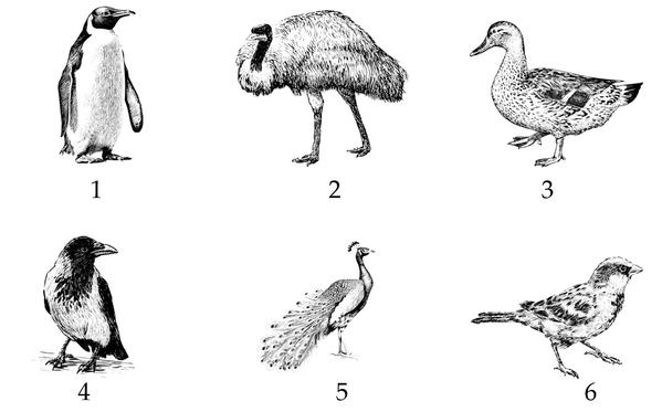 Задача к ЕГЭ по биологии на тему «Позвоночные» №56