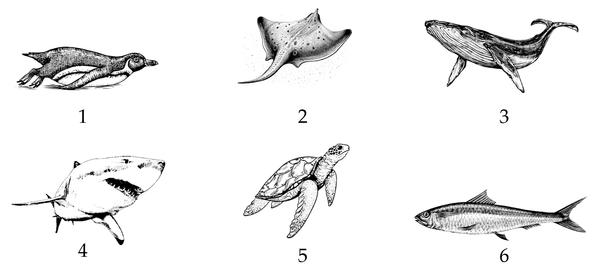 Задача к ЕГЭ по биологии на тему «Позвоночные» №58