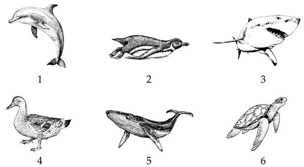 Задача к ЕГЭ по биологии на тему «Позвоночные» №60