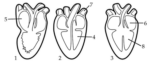 Задача к ЕГЭ по биологии на тему «Системы органов» №18