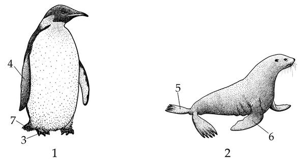 Задача к ЕГЭ по биологии на тему «Позвоночные» №62