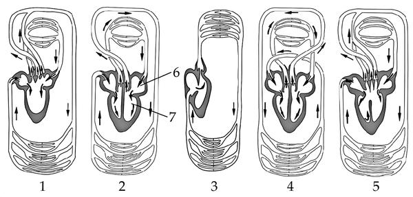 Задача к ЕГЭ по биологии на тему «Системы органов» №20