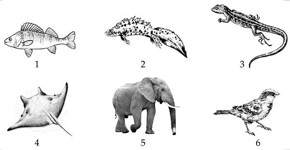 Задача к ЕГЭ по биологии на тему «Позвоночные» №63