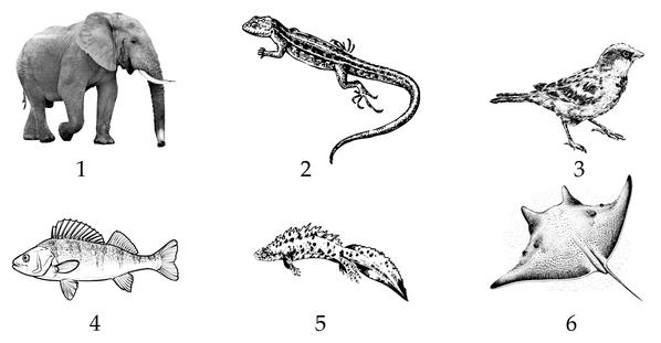 Задача к ЕГЭ по биологии на тему «Позвоночные» №65