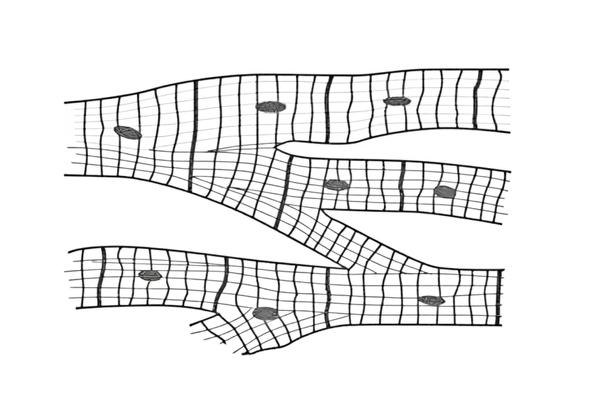 Задача к ЕГЭ по биологии на тему «Ткани» №59