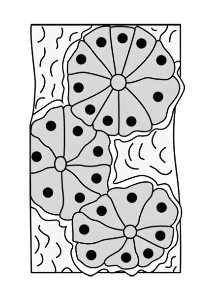 Задача к ЕГЭ по биологии на тему «Ткани» №60