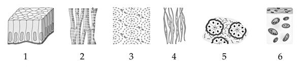 Задача к ЕГЭ по биологии на тему «Ткани» №65
