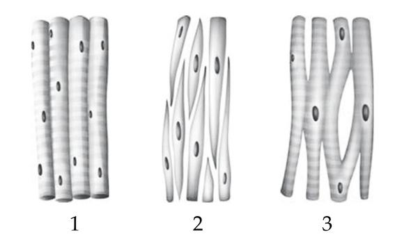 Задача к ЕГЭ по биологии на тему «Ткани» №68