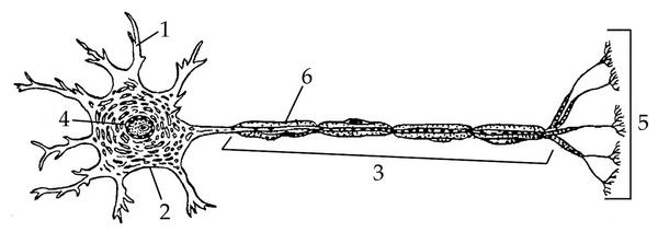 Задача к ЕГЭ по биологии на тему «Нервная система» №181
