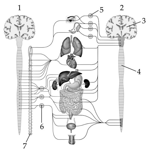 Задача к ЕГЭ по биологии на тему «Нервная система» №184