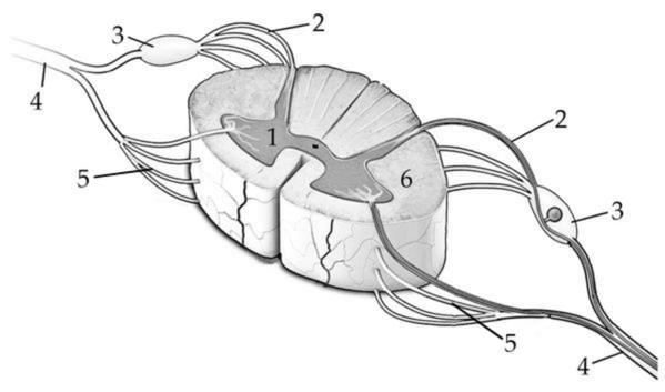 Задача к ЕГЭ по биологии на тему «Нервная система» №185