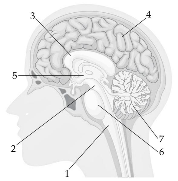 Задача к ЕГЭ по биологии на тему «Нервная система» №188