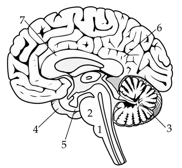 Задача к ЕГЭ по биологии на тему «Нервная система» №190