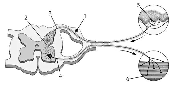 Задача к ЕГЭ по биологии на тему «Нервная система» №192