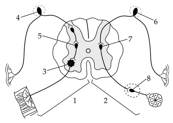 Задача к ЕГЭ по биологии на тему «Нервная система» №193