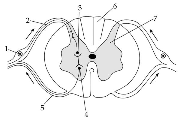 Задача к ЕГЭ по биологии на тему «Нервная система» №195
