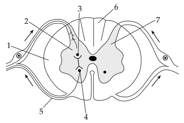 Задача к ЕГЭ по биологии на тему «Нервная система» №198