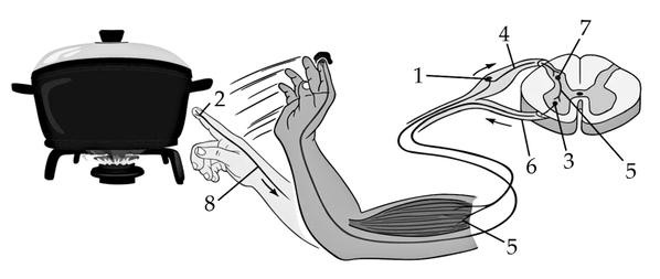 Задача к ЕГЭ по биологии на тему «Нервная система» №200