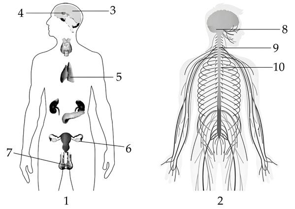 Задача к ЕГЭ по биологии на тему «Эндокринная система» №79