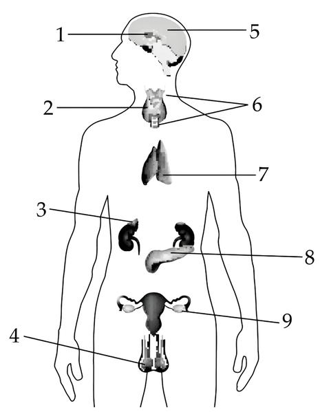 Задача к ЕГЭ по биологии на тему «Эндокринная система» №84