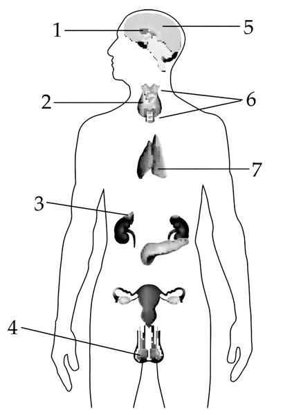 Задача к ЕГЭ по биологии на тему «Эндокринная система» №86
