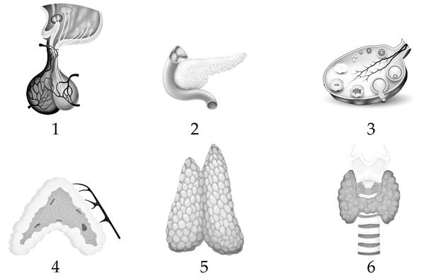 Задача к ЕГЭ по биологии на тему «Эндокринная система» №87