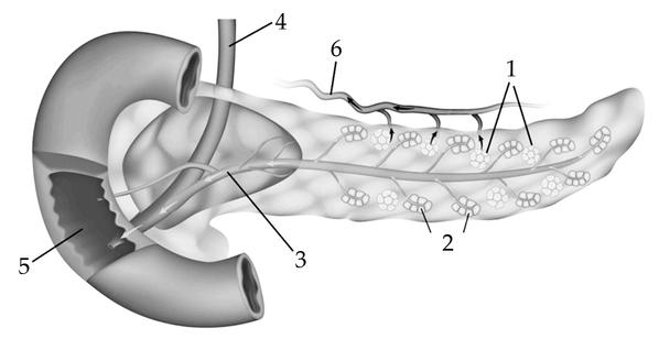 Задача к ЕГЭ по биологии на тему «Эндокринная система» №90