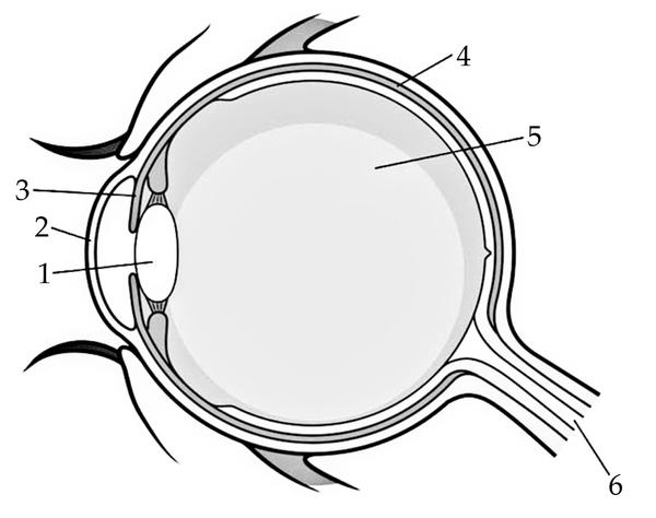 Задача к ЕГЭ по биологии на тему «Анализаторы» №94