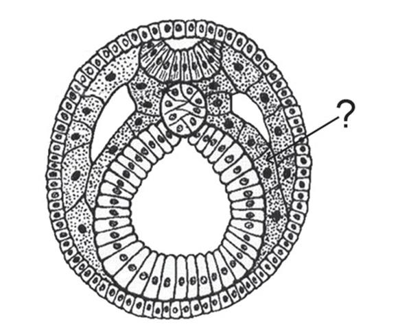 Задача к ЕГЭ по биологии на тему «Онтогенез животных» №74